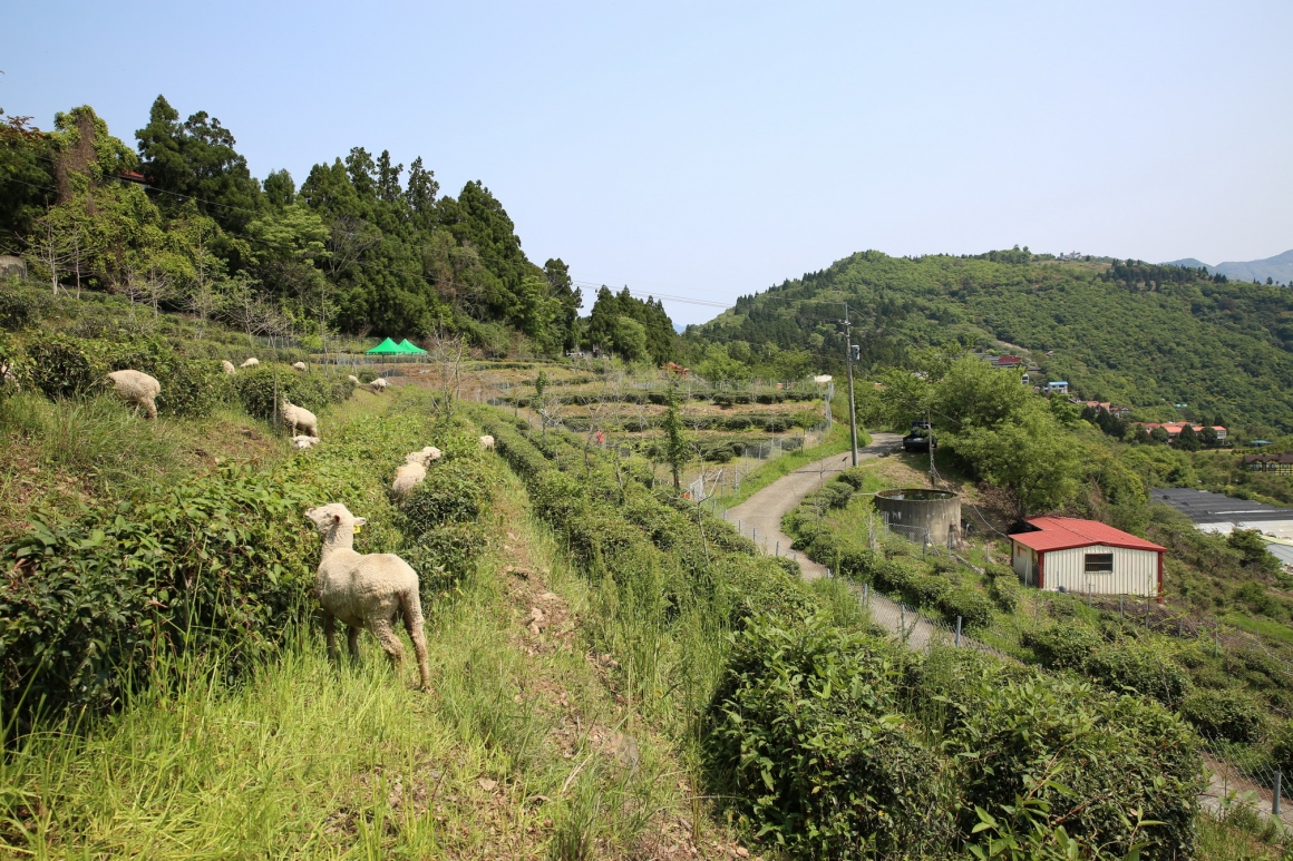 茶園步道與綿羊