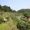 茶園步道與綿羊