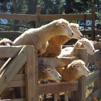 青青草原的綿羊