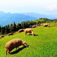 青青草原是清境農場人氣最旺的景點，其中以「羊咩咩脫衣秀」最富盛名。