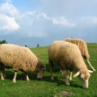 觀山牧區綿羊特寫
